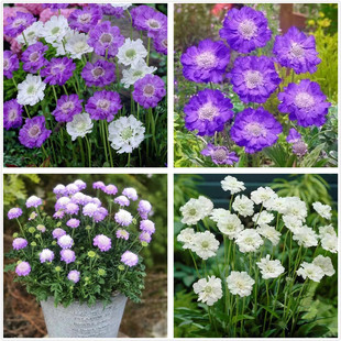 蓝盆花苗矮生屋高杆高加索蓝盆花多年生耐寒宿根庭院花园植物包邮