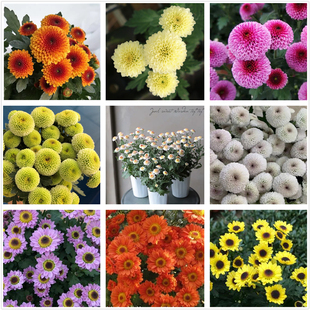 包邮 迷你型菊花苗 盆栽花卉 阳台多年生新品 珠玉之卵纽扣小米菊