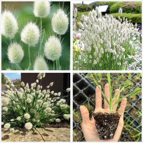 兔尾草盆栽苗庭院阳台软萌