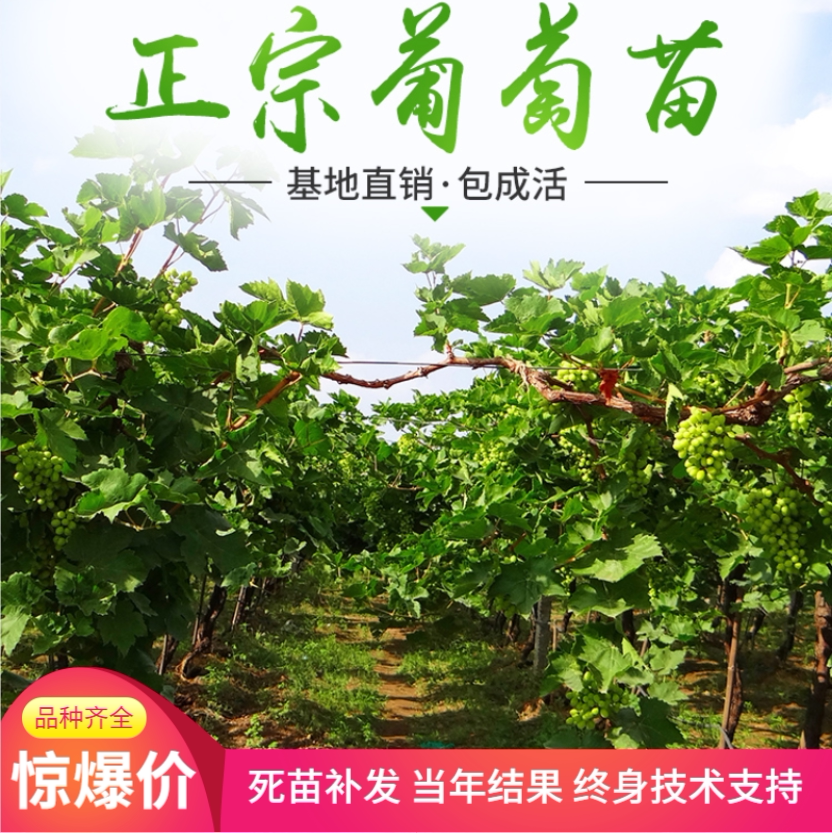 grape Sapling Sapphire Grape seedlings South courtyard plant Climbing Potted plant Fruit tree Then Resultin the Flower delivery/Flowers simulation/Plants gardening , Garden Plants/Trees/Fruit tree, Fruit tree category - from Buy2taobao.com to provide professional Taobao agent buy service