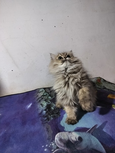 金色金吉拉弟弟小猫宠物猫波斯猫公猫