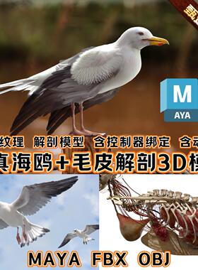 Turbosquid影视MAYA逼真写实海鸥3D模型白鸽cg鸟类绑定动物3A模型