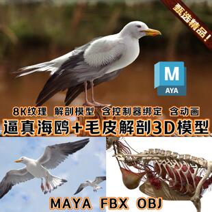 Turbosquid影视MAYA逼真写实海鸥3D模型白鸽cg鸟类绑定动物3A模型
