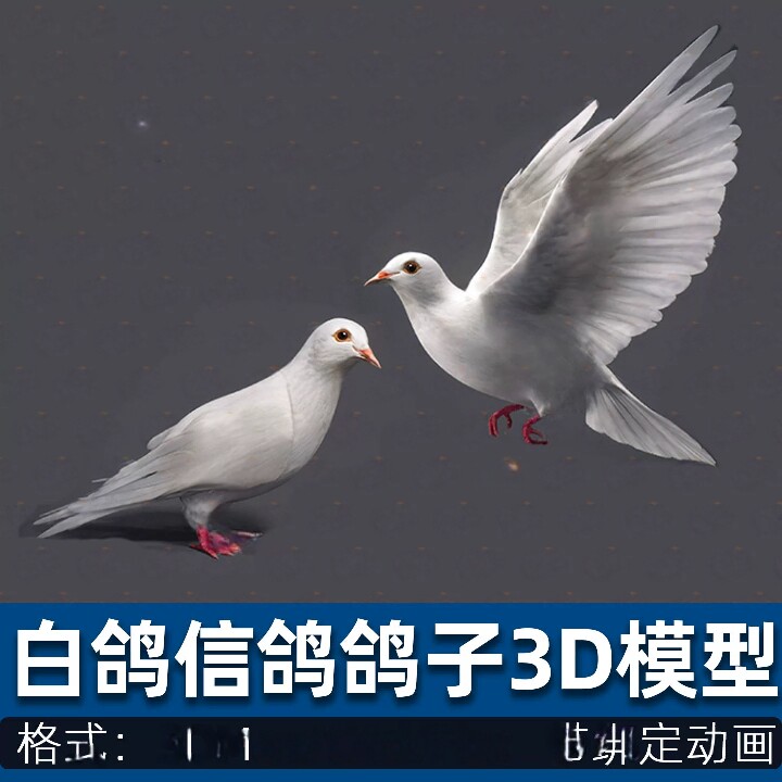 鸽子和平白鸽信鸽鸟飞行动物带动画绑定3d模型cg模型C4D/3dmax