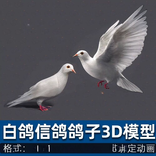 鸽子和平白鸽信鸽鸟飞行动物带动画绑定3d模型cg模型C4D/3dmax