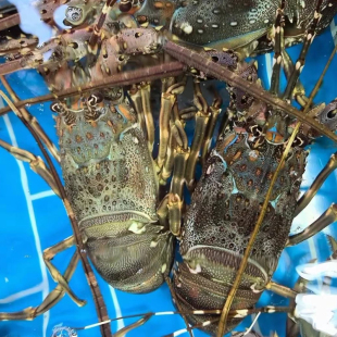 海捕青龙虾鲜活冷冻小青龙花龙虾海鲜宴席生鲜新鲜节日聚餐送礼