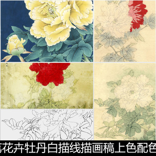 BTJ绘画工笔花卉牡丹白描线描画稿上色配色彩图步骤非高清素材