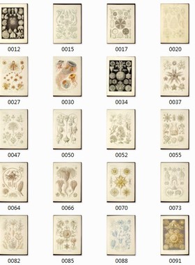 19世纪自然界的艺术形态设计素材高清资料参考精选129 425MB