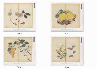 CIM清末民初雅致古朴十竹斋精美果谱高清资料图库 20 219MB JPG