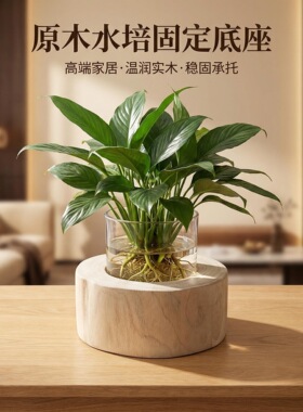 马醉木吊钟富贵竹水培防滑底托固定玻璃花瓶底座保护防摔防碎防倒