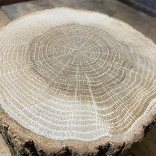 粗树皮小木桩橡木板栗树原木圆木装饰背景墙摆件DIY诧寂风原木风