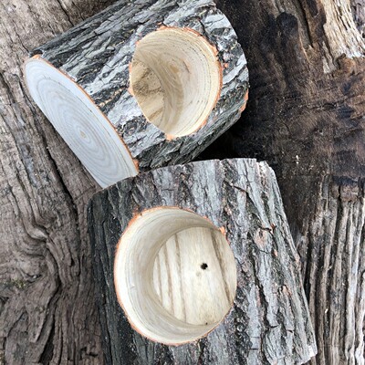 创意杉木香樟木花盆原木树桩木质