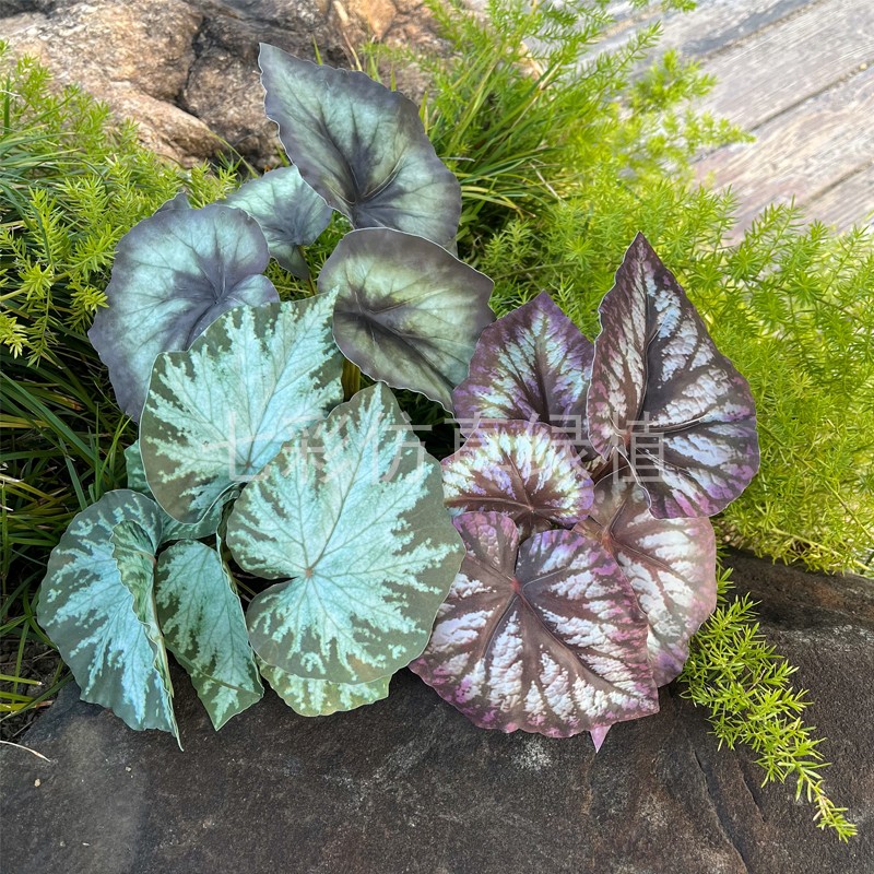 蟆叶秋海棠手感叶子小仿真植物