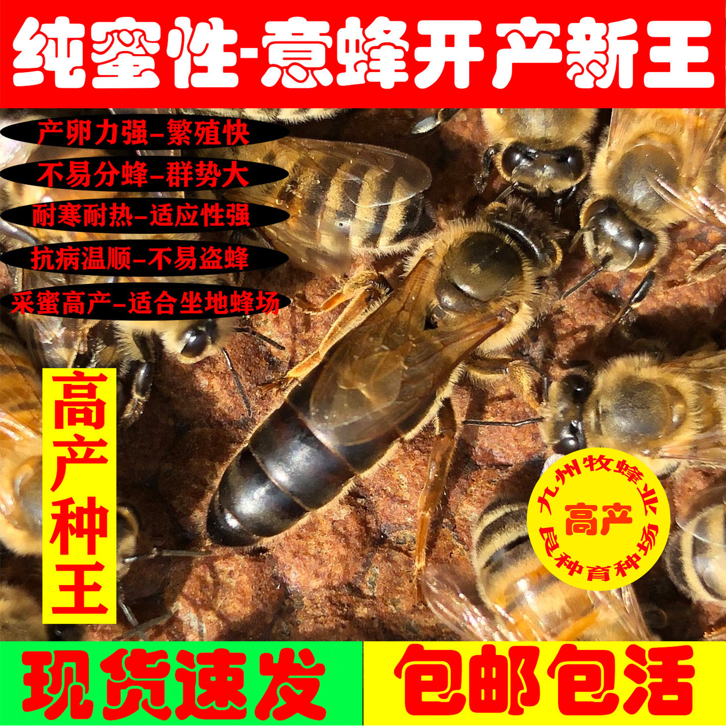 意蜂蜂王 新王种王生产王产卵王处女王蜜王蜜黑色开产王蜜浆王