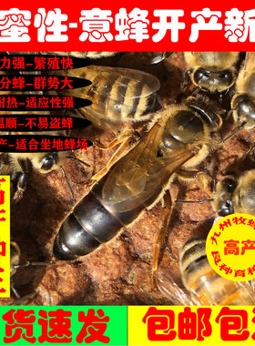 意蜂蜂王纯蜜开产王高产种王