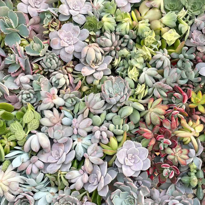 100颗多肉植物砍头种苗花卉