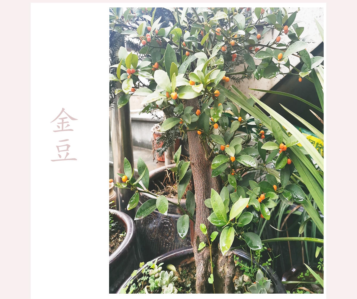 台州金豆挂果盆景 浙江山桔 生桩 老桩 熟桩 小树苗金桔观果植物