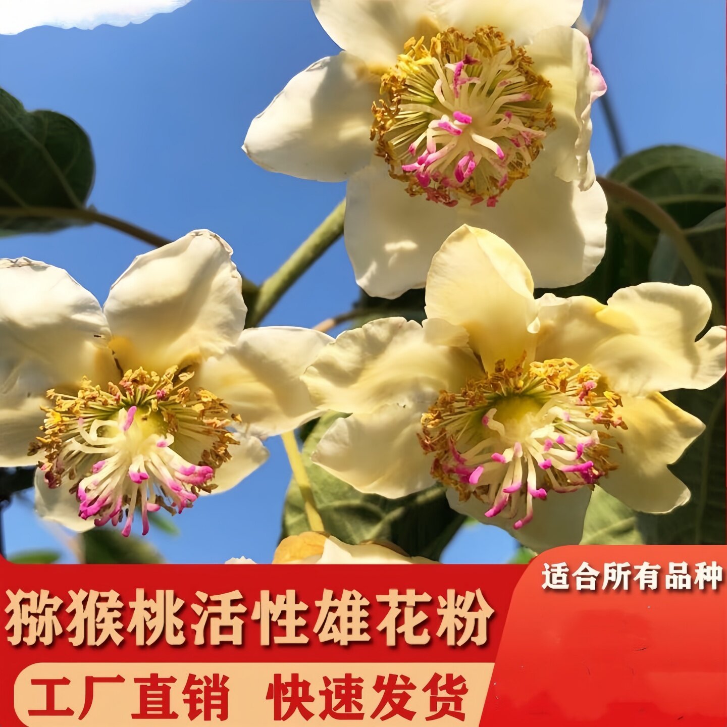 红心猕猴桃花粉活性公雄树图片