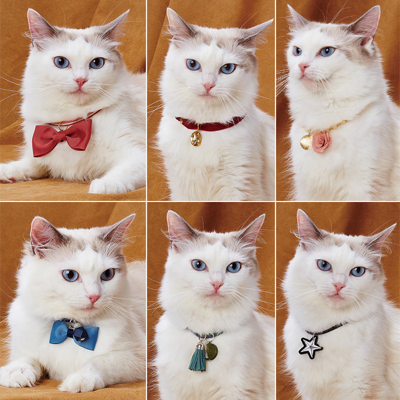 Petio派地奥猫项圈猫脖圈颈圈磁扣猫咪幼猫成猫项圈双挂坠