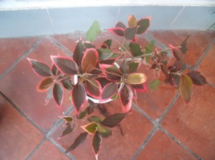 红桑/金边红桑/皱叶铁苋、皱叶红桑 种苗新鲜中草药盆栽绿植种苗