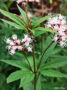 佩兰苗佩兰盆栽鸡骨香中药草苗可食用香草盆栽绿植