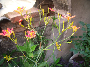 射干种苗 金蝴蝶 鸢尾科植物 盆栽花卉 清热解毒、化痰利咽包活的