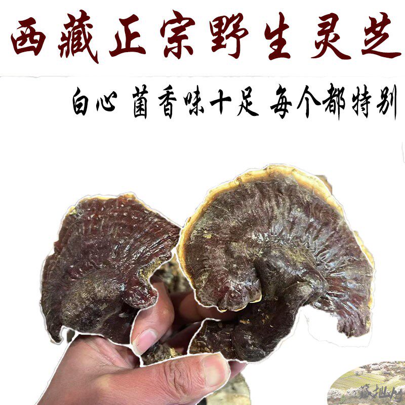 西藏直发250克包邮 西藏野生灵芝 赤灵芝  每个都不一样 菌香味足