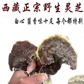 每个都不一样 西藏直发250克 赤灵芝 西藏野生灵芝 菌香味足 包邮