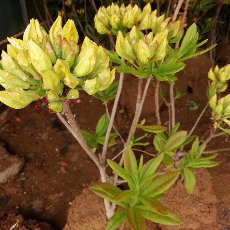 黄花映山红盆景山杜鹃花苗红花映山四季庭院盆栽花卉带花苞