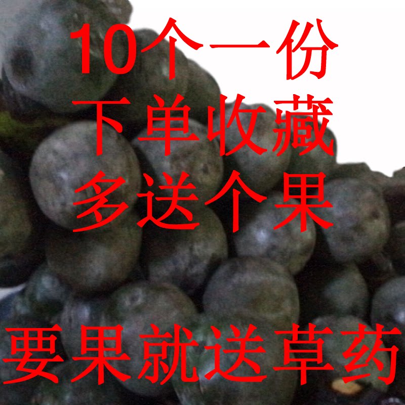 越南正宗追风果野生刺虎鲜果现采摘泡酒 一份10个果包邮送礼品泡