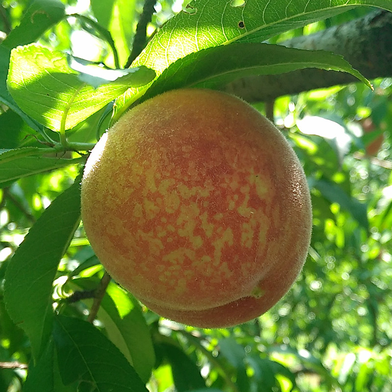 湖北新鲜现采摘血桃猪血桃红肉汁水蜜甜脆桃子孕妇时令水果5斤