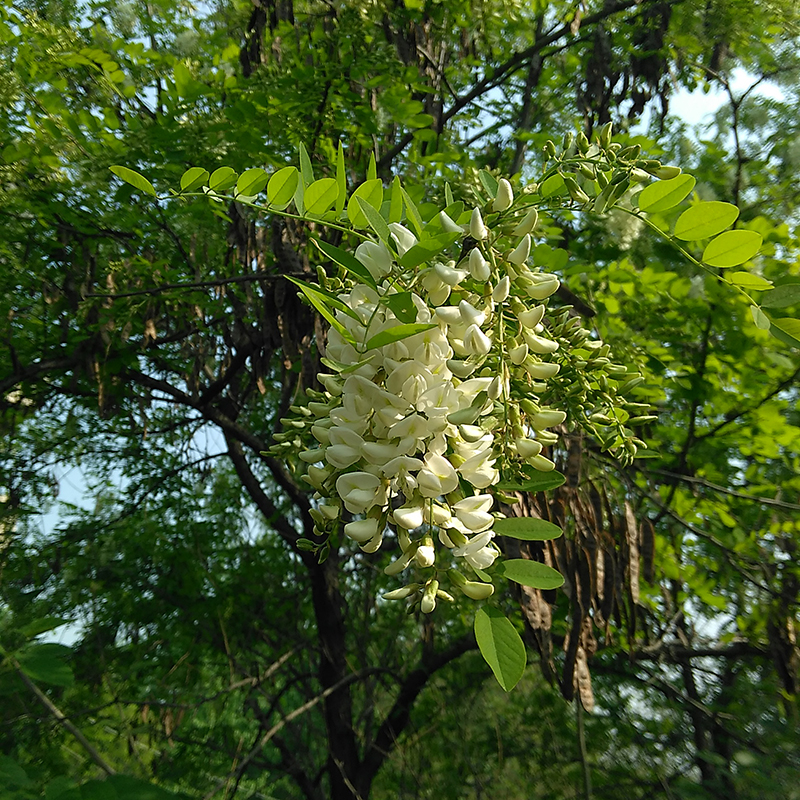 新鲜现采野生干洋槐花刺槐花饼菜槐花麦饭茶米槐花树皮根蜂蜜包邮