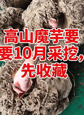 农产品魔芋新鲜2026年10月现挖现发五峰高山原生鲜魔芋3斤包邮