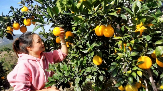 自家种植2025赣南脐橙现摘现发10斤装精品新鲜水果