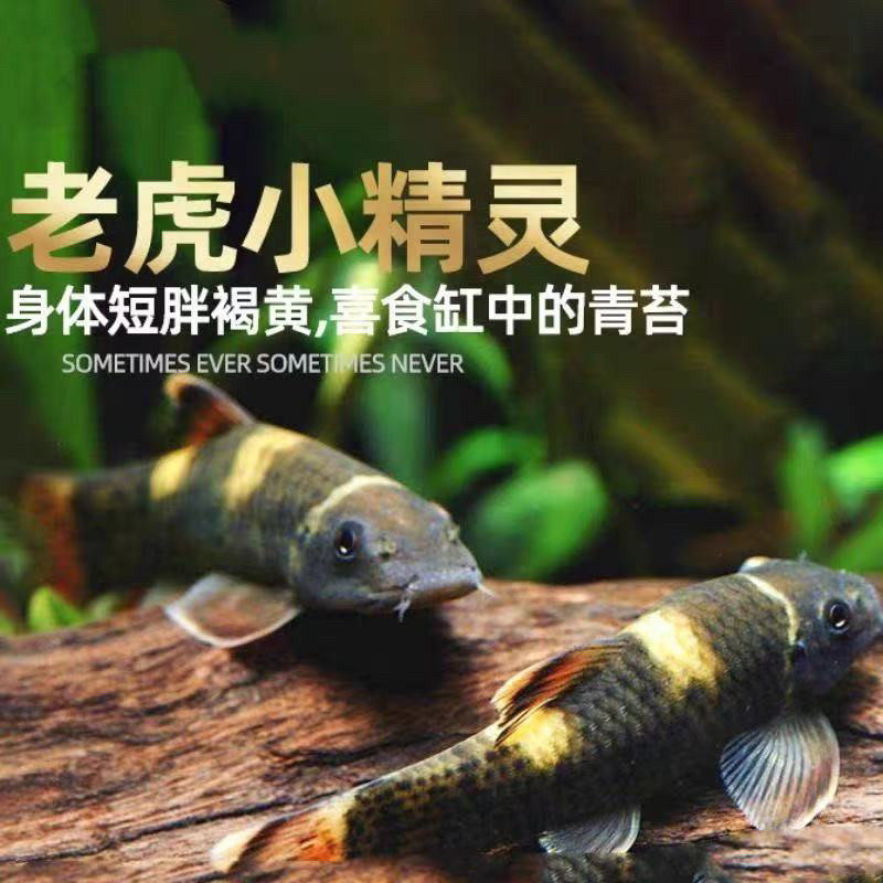 老虎小精灵鱼熊猫青苔鼠耐寒淡水进口原生除藻除青苔工具鱼活体鱼