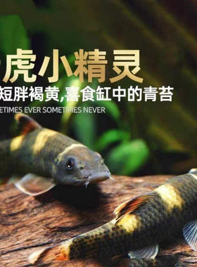 老虎小精灵鱼熊猫青苔鼠耐寒淡水进口原生除藻除青苔工具鱼活体鱼