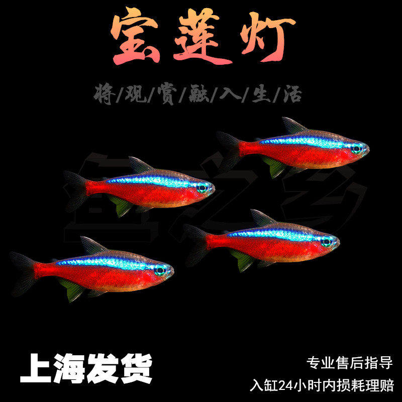 宝莲灯鱼 群游鱼 灯科鱼 宠物鱼 热带鱼 观赏鱼 活体  鱼场