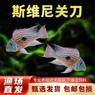 关刀鱼活体南美食土鲷元宝凤凰斯维尼红珍珠蓝宝石关刀热带观赏鱼