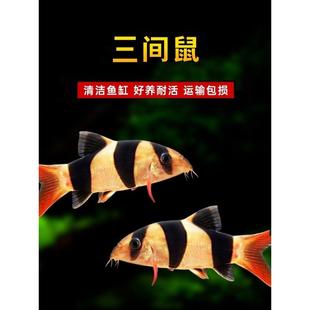 三间鼠鱼热带观赏鱼活体鱼清洁底层工具鱼龙鱼配鱼进口大三间鱼