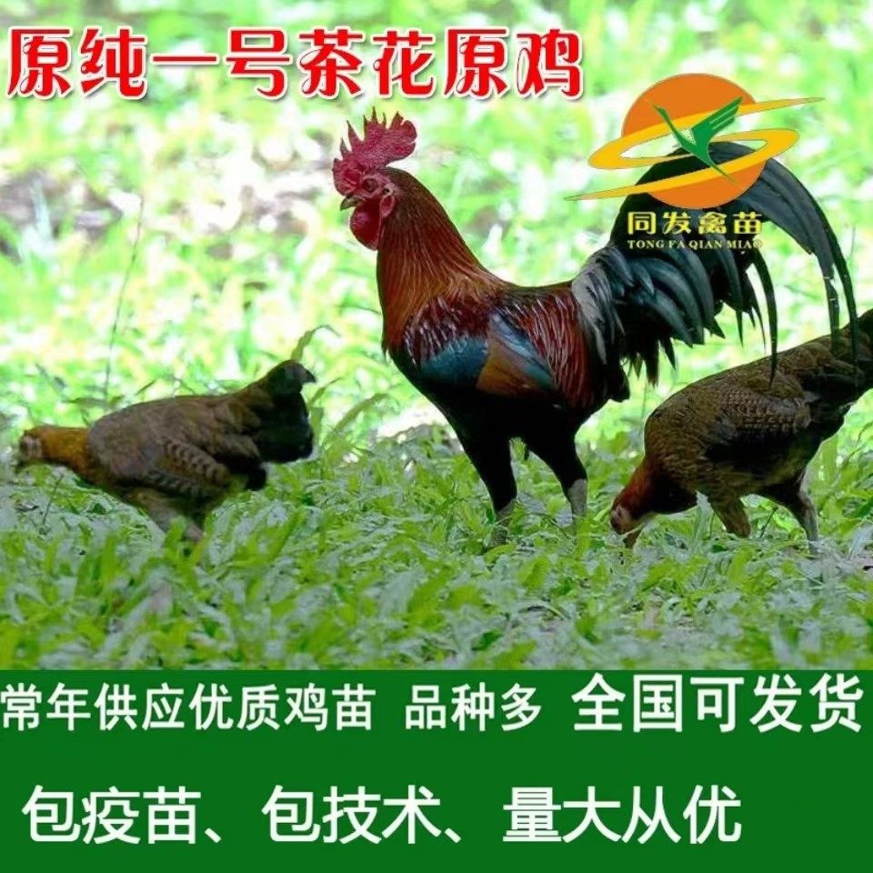 批茶花香原鸡苗原鸡小脚野山鸡灵山土鸡三黄鸡血毛土鸡红瑶鸡苗发
