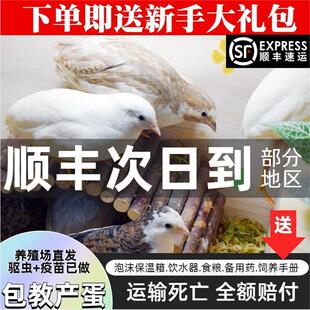 60天青年鸡顺丰发货 网红芦丁鸡活物宠物鸡活体全色系家养宠物40
