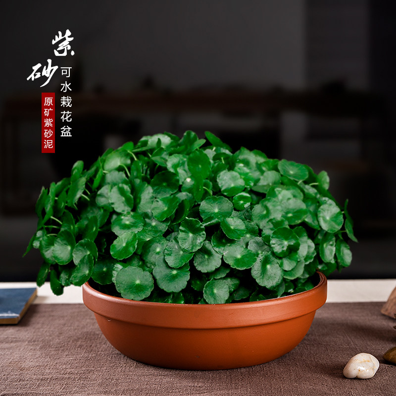 特大号碗莲花盆紫砂透气多肉花盆水仙水培盆铜钱草菖蒲剑山插花盆