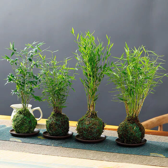 苔藓球米竹姬翠竹菖蒲茶几庭院苔创意家居微景观水培种好懒人植物