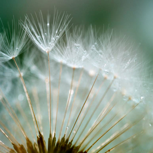 通透 净化肌肤干净 姐青回 蒲公英净颜冻干粉精华面膜纸