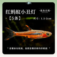 Polka dot clown lamp, small ornamental fish, one-line red ant, mini tropical fish lamp, live fish of the family, grass tank group, swimming fish thumbnail 7