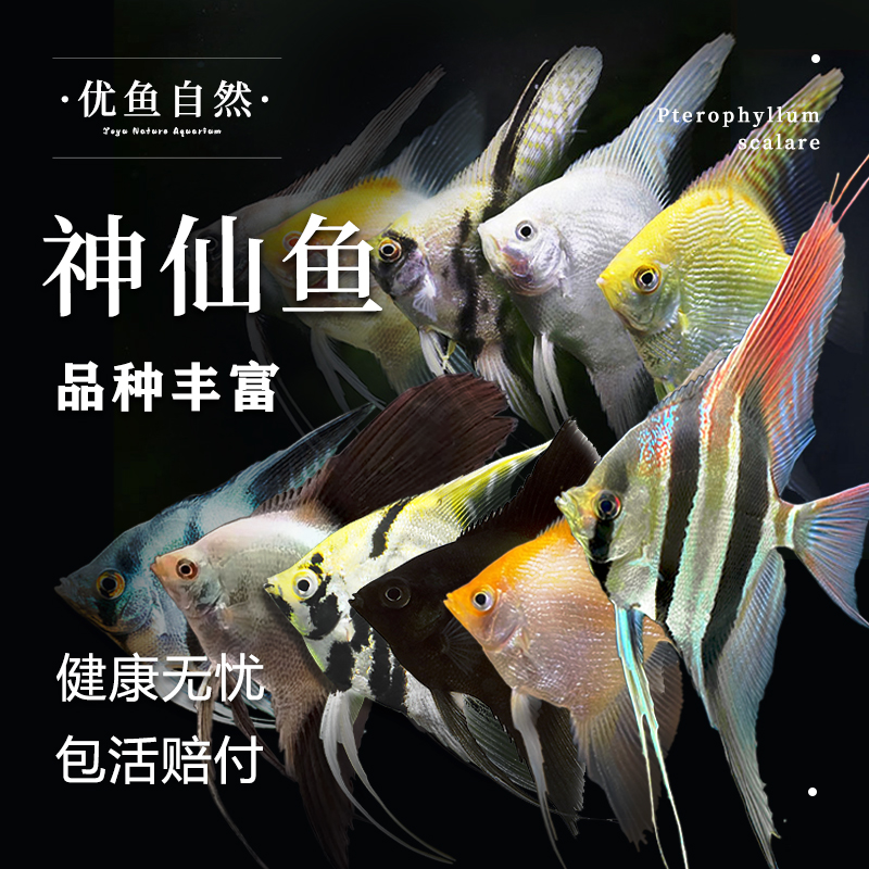 秘鲁神仙鱼烟熏燕子熊猫神仙