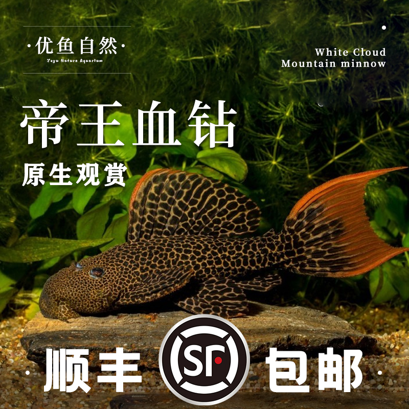 L600帝王血钻南美热带鱼