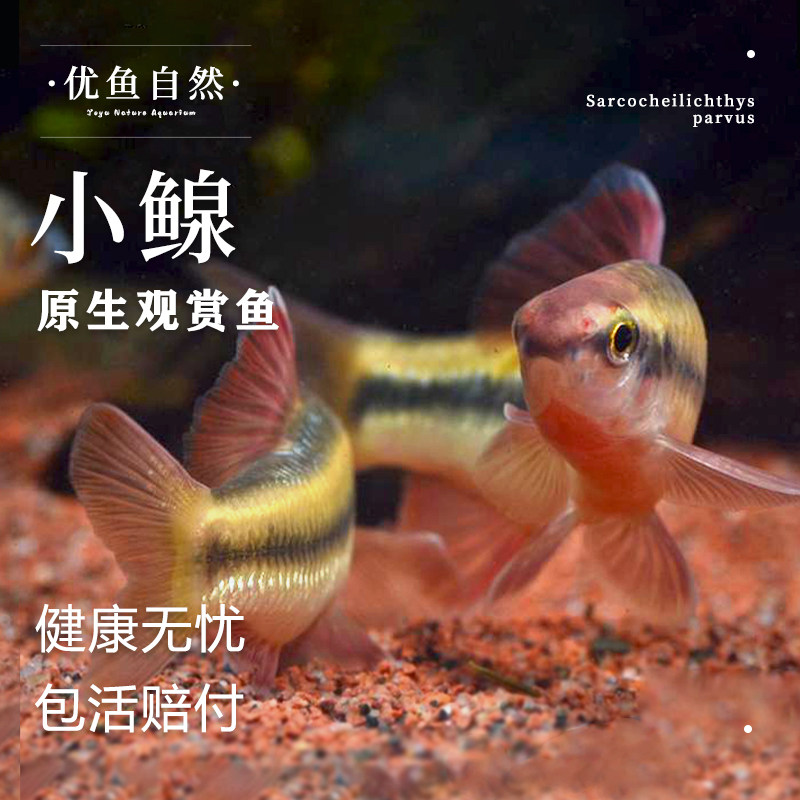 小鳈鱼荷叶鱼小泉鱼活体不加温冷水鱼观赏鱼原生鱼除藻活体工具鱼