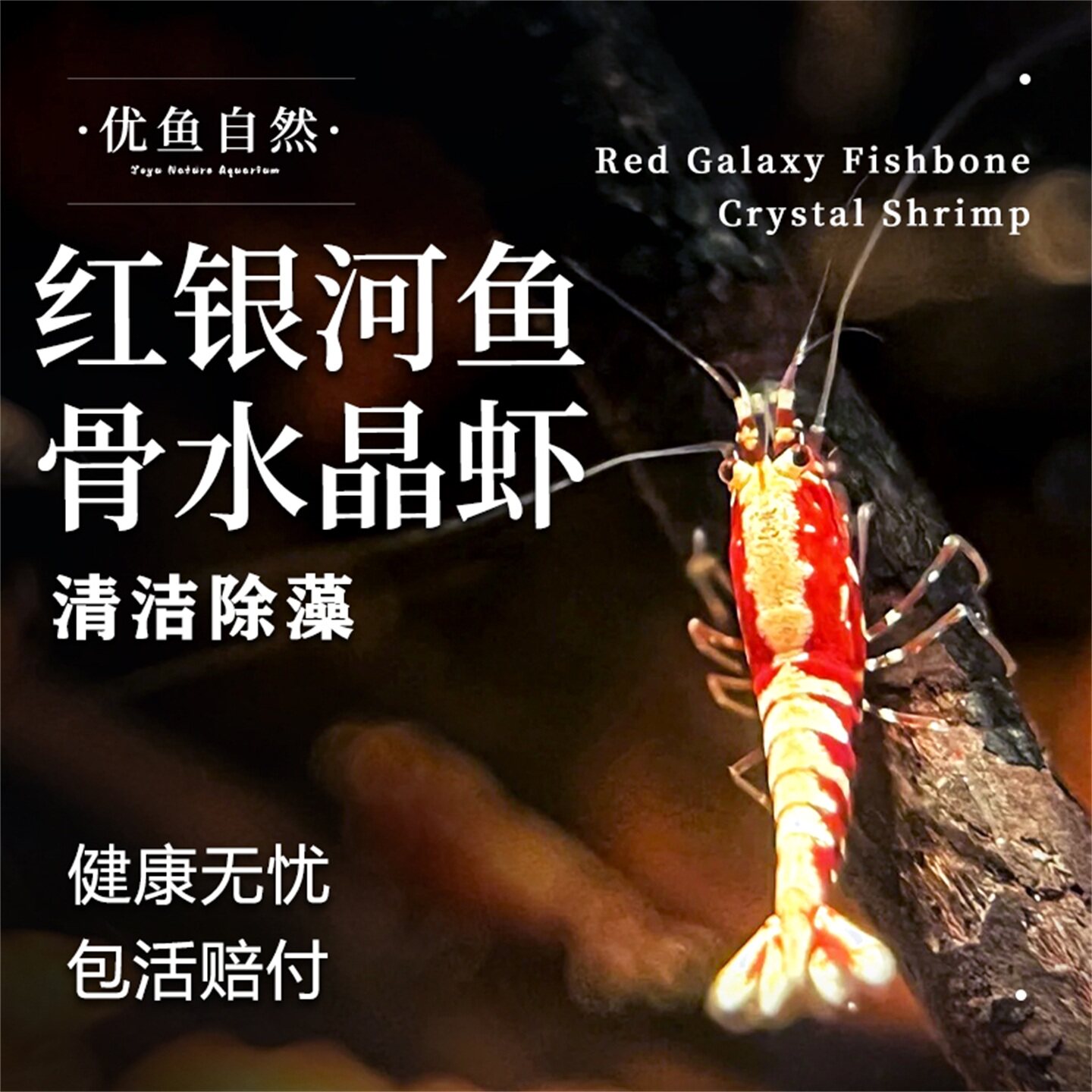 红银河鱼骨水晶虾观赏虾淡水鲜活体虾好养水草缸除藻工具虾宠物虾