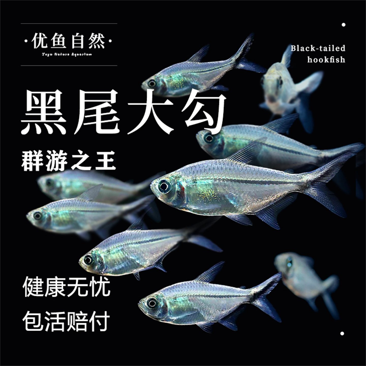 黑尾大勾鱼群游鱼小型热带观赏鱼淡水鱼大勾扯旗鱼红绿灯鱼斑马鱼